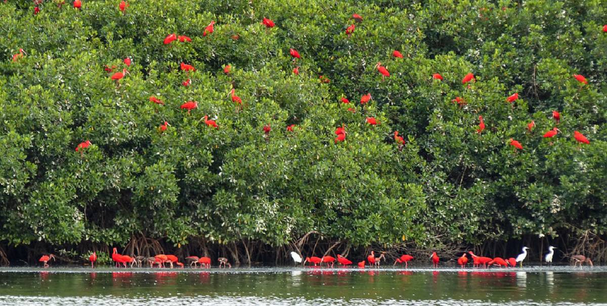 Caroni Swamp